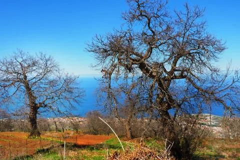Two bizarre old trees without leaves in winter with a view of the Atlantic Stock Photos