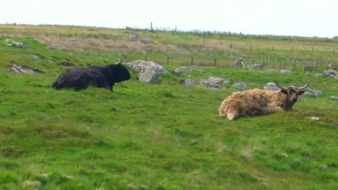 Two Black and Brown Highland Cattles Lie on the Grassland, Scotland Stock Footage 156509873