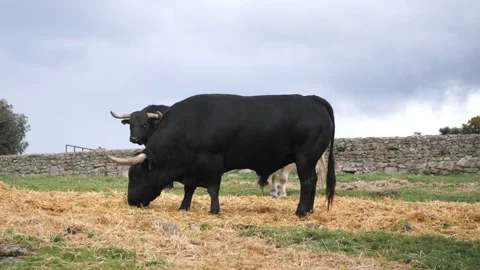 Two black and golden five year old spanish bulls eating hay in a meadow.  Stock Footage 152889497