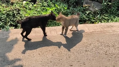 Two black and gray cats Stock Footage 336097640