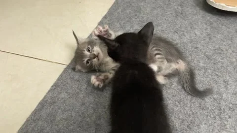 Two black and gray kittens, fighting on the carpet Stock Footage 300061864