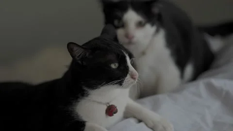 Two black and white cats playing Stock Footage 135435149