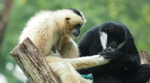 Two Black and White Cheeked Gibbons. Stock Footage 49764234