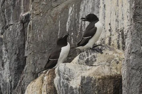 Two black and white common Murre birds Stock Photos