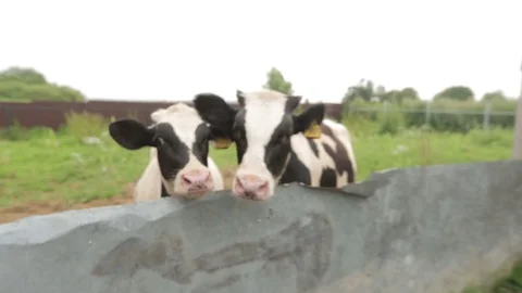 Two Black And White Cows 스톡 동영상 130143383