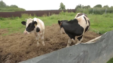 Two Black And White Cows Vídeo Stock 130961801
