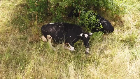 Two black and white cows resting in the shade top-down view Stock-Footage 135982914