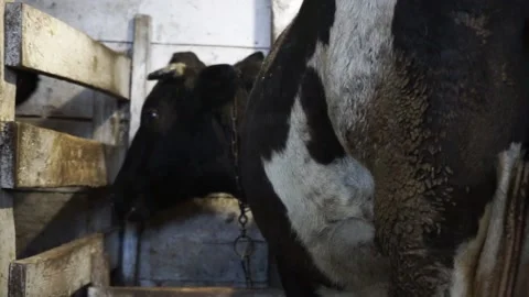 Two black and white cows stand in a stall Stock Footage 144913154