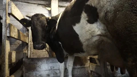 Two black and white cows stand in a stall Stock Footage 144913249