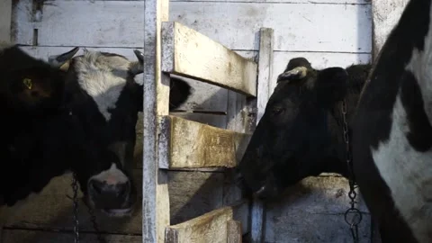 Two black and white cows stand in a stall Stock Footage 144913605