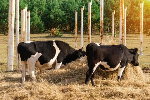 Two black and white cows eat hay on the background of metal structures Stock Photos