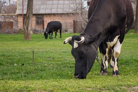 Two Black and white cows grazing green grass at summer pasture. Feeding Stock Photos
