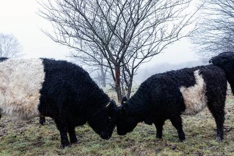 Two black and white cows grazing in a grassy landscape Stock Photos