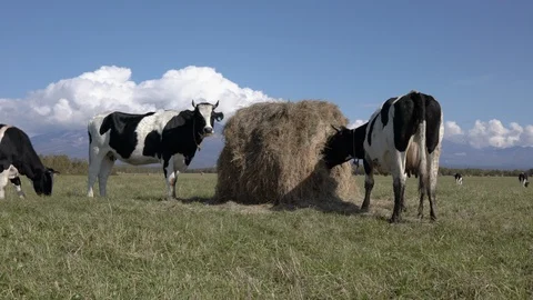 Two black and white dairy cows eat hay from haystack on agricultural field on Stock Footage 121942991