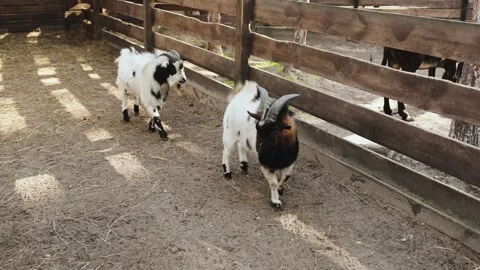 Two black and white goats explore their enclosure in a sunny eco-zoo behind a Stock Footage 311530243
