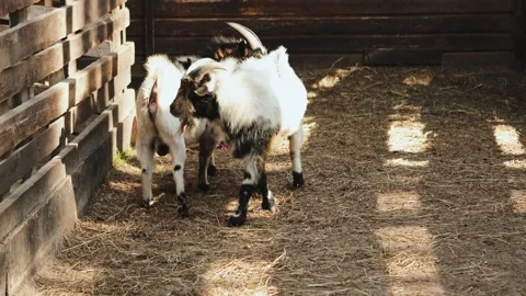 Two black and white goats with large horns walk around a rural barn outdoors, a Video stock 311530981