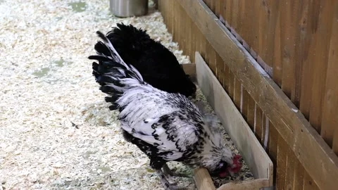 Two black and white hens eat grain Stock Footage 185480719