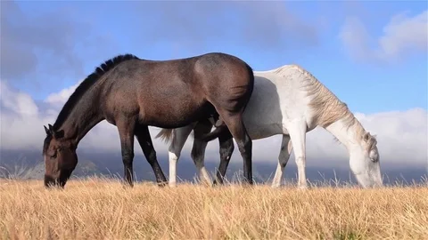 Two black and white horses grazing on a high field in the deserted mountains Video stock 80267964