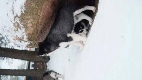 Two black and white husky puppies lie together near a rock. Stock Footage 232996809