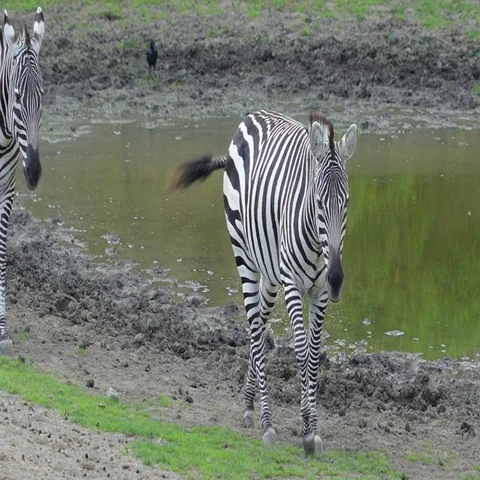 Two black and white striped zebra walking Stock Footage 69124200