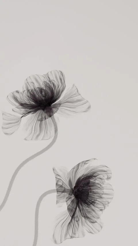 Two black and white xray flowers blooming with translucent petals on neutra.. Stock Footage 336087282