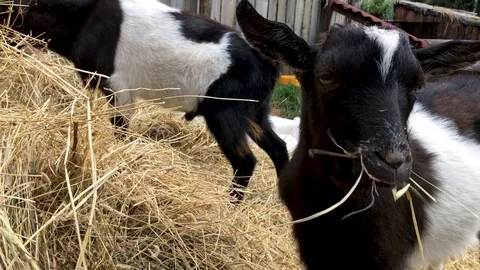 Two black and white young male goats eat hay, livestock on a farm on a sunny sum Stock Footage 114853284