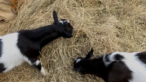 Two black and white young male goats eat hay, livestock on a farm on a sunny sum Stock Footage 114853286