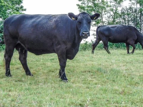 Two black angus cows in the field Fotos de archivo