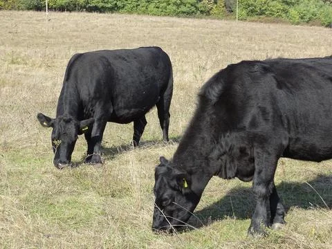 Two black angus cows graze on pasture 写真素材