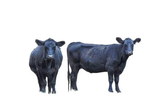 Two black angus cows isolated on white 스톡 사진