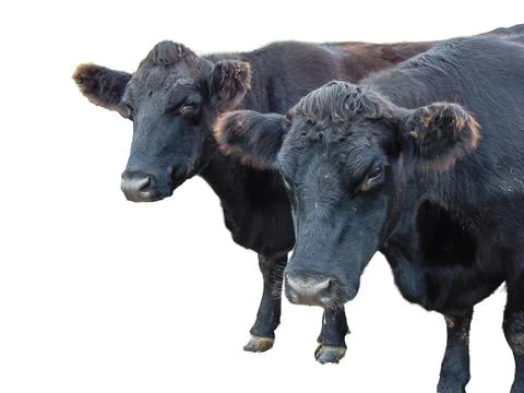 Two black angus cows isolated on white Foto stock