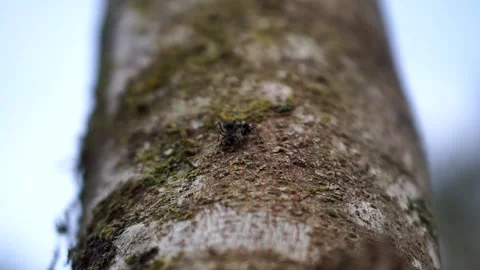 Two black ants communicating and crawling on the surface of forest wood bark. Stock Footage 345667487