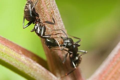 Two black ants Stock Photos
