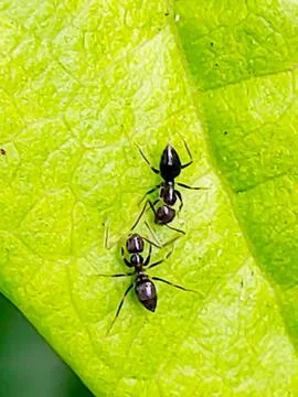 TWO BLACK ANTS Stock Photos