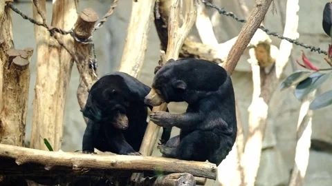 Two black Asian bears play fighting in an enclosure at the Berlin zoo Stock Footage 337144119