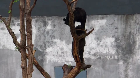 Two black Asian bears playing on a tree Stock Footage 38058538