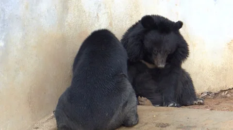 Two black Asian wild bears making a mirror image Stock Footage 38058867