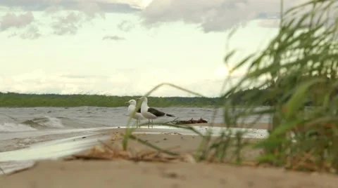 Two black-backed gulls at a windy sand bank of a lake in Finland Stock Footage 54544378