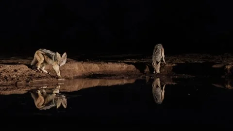 Two black backed jackals drinking water together at nighttime Stock Footage 289709659