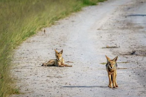Two Black-backed jackals on the road. Stock Photos