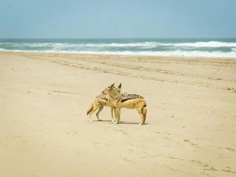Two Black-backed Jackels on the beach 8x10 Foto stock