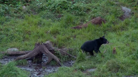 Two black bear cubs looking for food, late in the evening 102c 動画素材 231712000