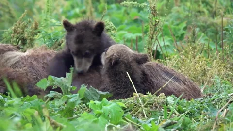 Two black bear cubs playing with their mother in grass Stock Footage 320533173