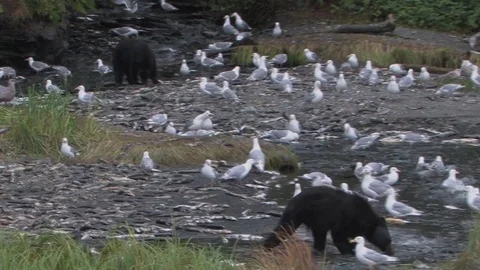Two black bears catch salmon among many gulls Stock Footage 78620672