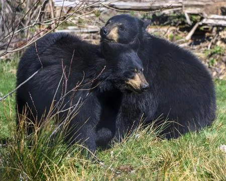 Two black bears cuddle in a lush green forest during a sunny afternoon in e.. Stock Photos