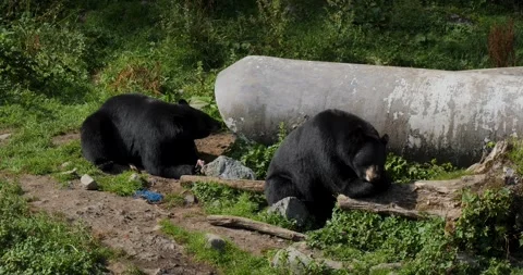 Two Black Bears eating in a sunny day. Alaska. Stock Footage 332758130