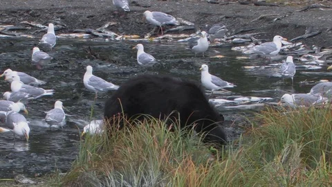 Two black bears fish along a creek, surrounded by gulls. Stock Footage 78612867