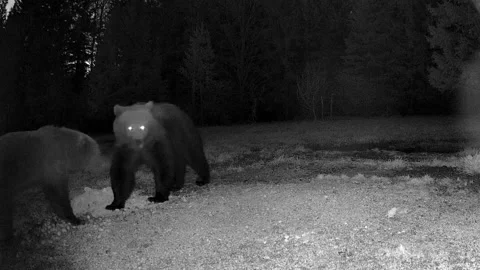 Two black bears on the ground in the forest trail camera in Estonia Stock Footage 239824981