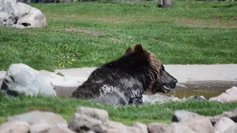 Two black bears playing in the water. Stock Footage 169271720