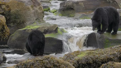 Two black bears on a river looking for salmon that are spawning to eat. Vidéo 344088854